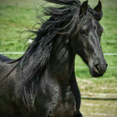 doctora-anemona avatar