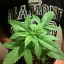 doctorgreenthumb714-blog-blog avatar