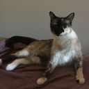 dodgingartfully avatar