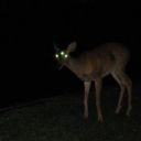 doe-in-hiding avatar