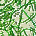 does-this-require-cyanobacteria avatar