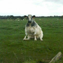 dofollowpzicanthandlethat avatar