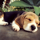 dog-adventures-star-blog avatar