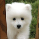 dog-lovers-paradise avatar