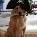 dog-pirate avatar