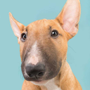 dog-suggestion avatar