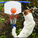 dog-with-a-basketball avatar