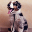 dogappreciation-blog avatar