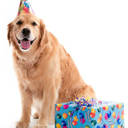 dogbirthdayparty avatar