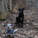 dogblogdogblog avatar