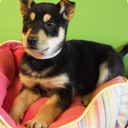 dogboisdoitbetter avatar