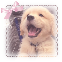 dogboy-offical avatar