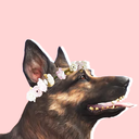 dogfromfallout avatar