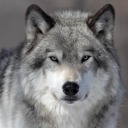 doggo-artist19 avatar