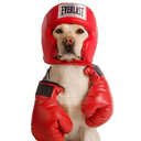 doggofight avatar