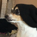 doggos-and-camp-songs avatar