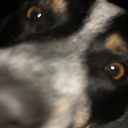 doggosupreme avatar