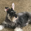 doggy-mentality avatar