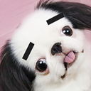 dogjpeg avatar