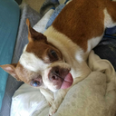 doglovingblog avatar