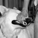 dogmotiflangdon avatar