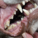 dogmouthblog avatar