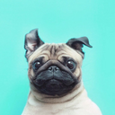 dogs-dogs-and-more-dogs avatar