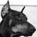 dogs-dogs-dogs avatar