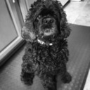 dogs-dogs-dogs-dogs-dogs avatar