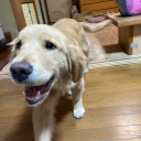 dogs-have-fallen avatar