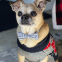 dogsandcatsatmyjob avatar