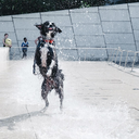 dogsinthebrooklynmuseumfountain avatar