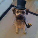 dogsintophats-blog avatar