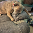 dogsnameisfrank avatar