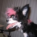 dogsncrackers avatar