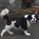 dogsofstreetview avatar