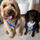 dogsofwosogram avatar