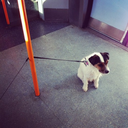 dogsontrains avatar