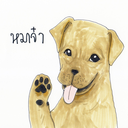 dogsplease-blog-blog avatar