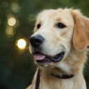 dogspottingsociety avatar