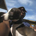 dogsum avatar