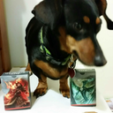 dogswithmagiccards avatar