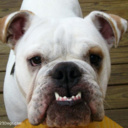 dogswithunderbites avatar