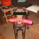 dogtoyorsextoy avatar