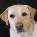 dogttpurmament avatar