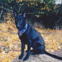 dogwithupears-blog avatar