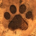 dogwood-barks avatar