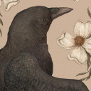dogwoodsraven avatar