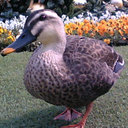 dokukinoko774 avatar