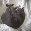 doll-daggabuzz-buzz avatar